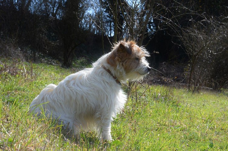 Pépinière-jardin Mela Rosa