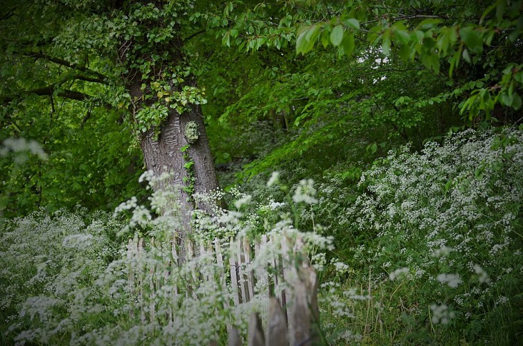 Pépinière-jardin Mela Rosa