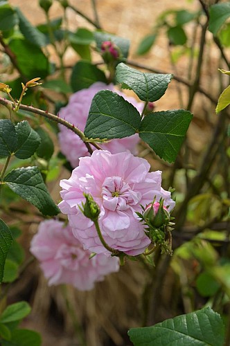 Pépinière-jardin Mela Rosa
