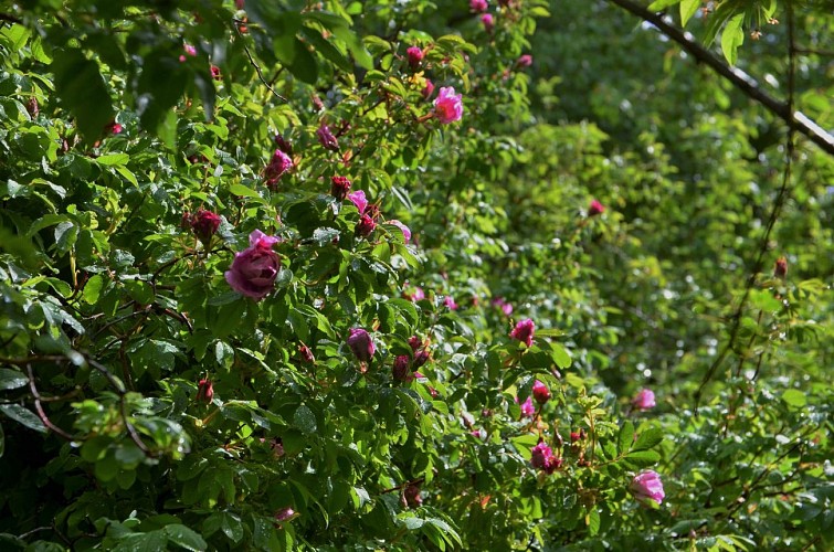Pépinière-jardin Mela Rosa