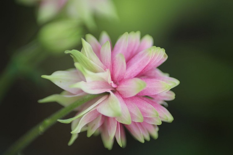 Jardin des Sous Avesnes