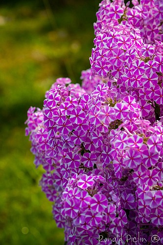Le jardin des hayures