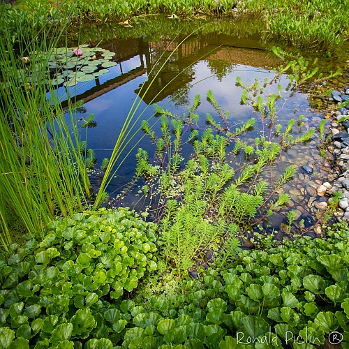 Le jardin des hayures