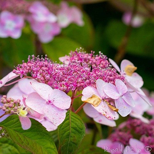 Le jardin des hayures