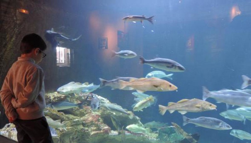 MAREIS : MUSEUM – AQUARIUM CENTRUM VOOR DE ZEEVISSERIJ