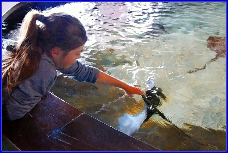 MAREIS : MUSEUM – AQUARIUM CENTRUM VOOR DE ZEEVISSERIJ