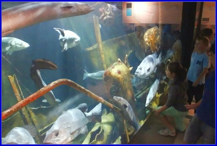 MAREIS : MUSEUM – AQUARIUM CENTRUM VOOR DE ZEEVISSERIJ