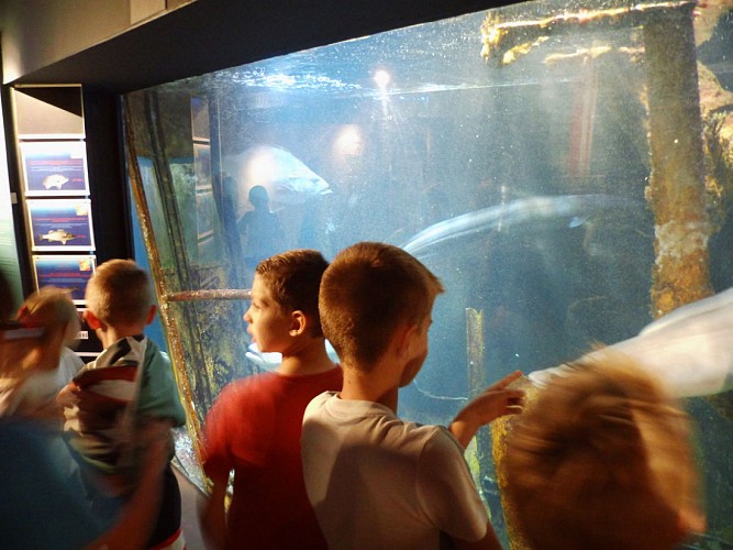 MAREIS : MUSEUM – AQUARIUM CENTRUM VOOR DE ZEEVISSERIJ