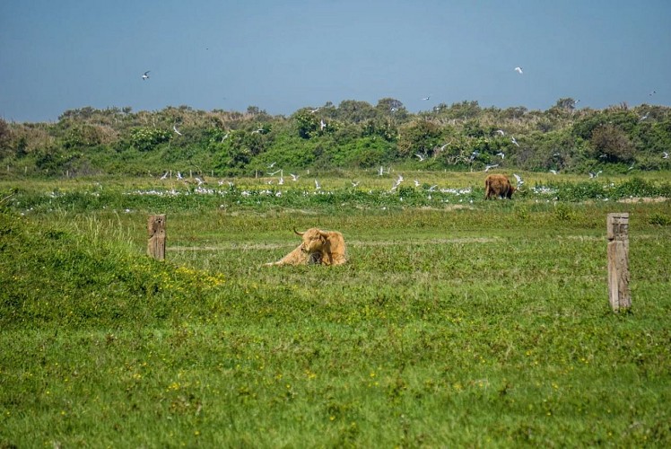 Evancy Platier d'Oye