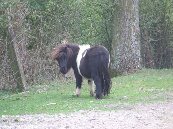 Gîte Western - Au Repos du Cavalier