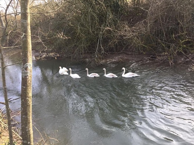 Gîte - Le vieux saule
