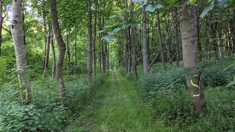 La maison au milieu des bois