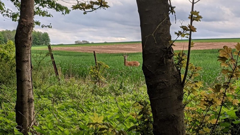 La maison au milieu des bois