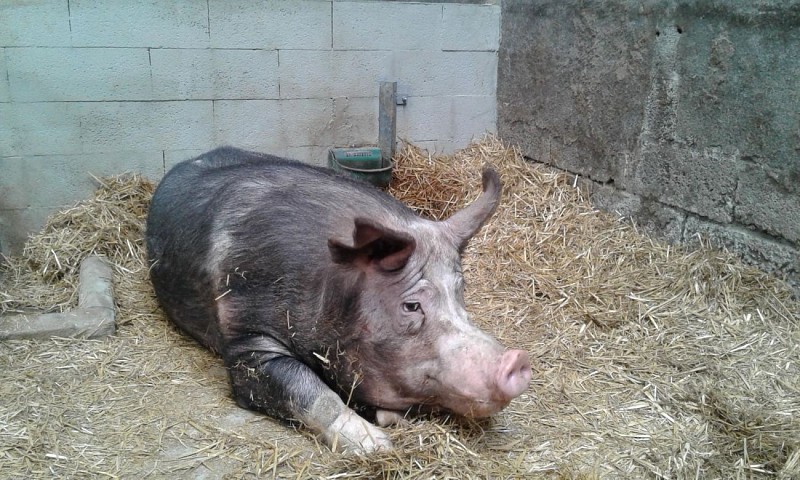 Ferme pédagogique - Bois des 12 deniers