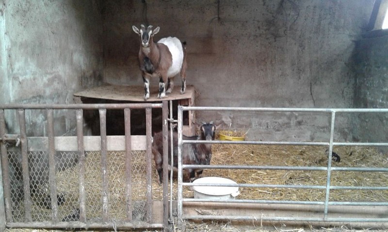Ferme pédagogique - Bois des 12 deniers