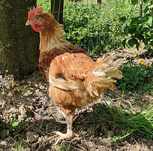 EARL Les Tourterelles