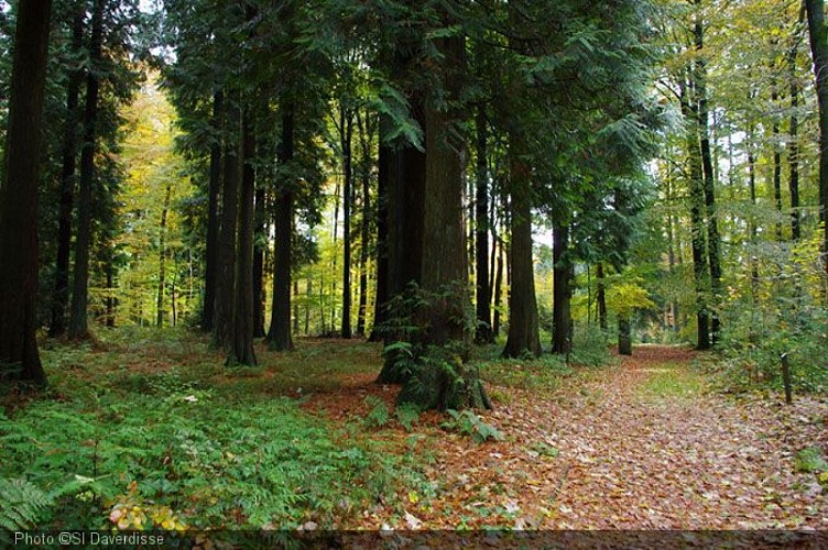 HF3 arboretum de Gedinne.jpg