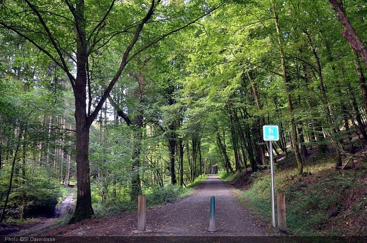 2014 -Daverdisse - Printemps - Ravel sentier forêt (P.Willems - FTLB) BR.jpg