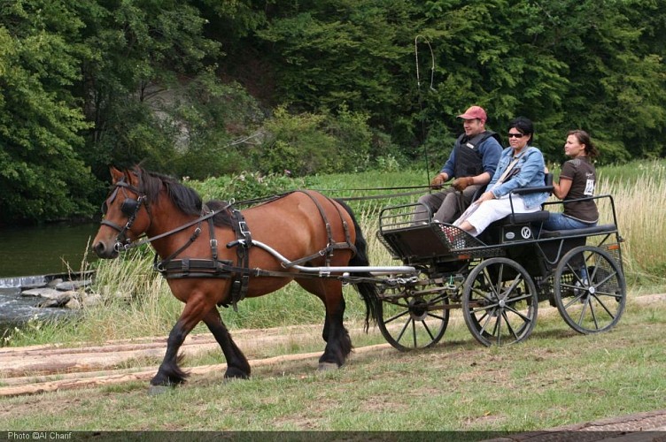 Fête du cheval Cugnon - Xavier Al Charif (2).jpg