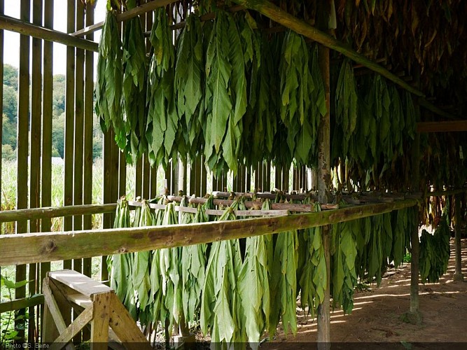 PHOTO72 - Bohan - Séchoir Tabac (S.Berte) (5).JPG