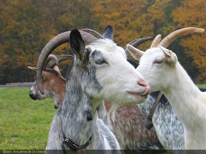 Ferme des sureaux.JPG