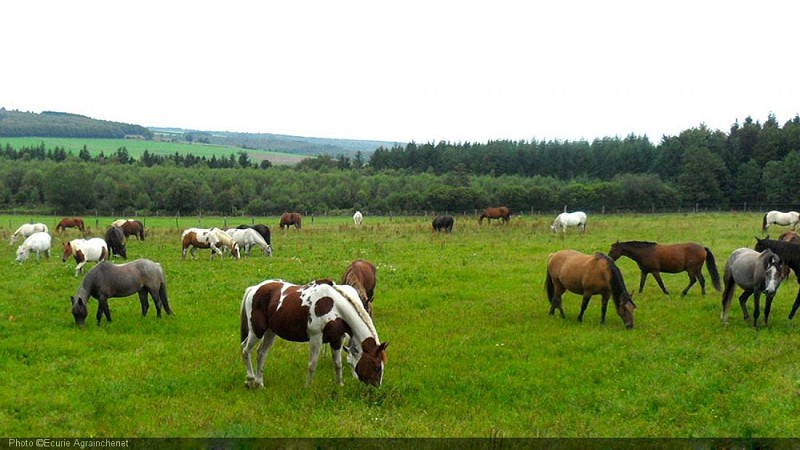 Graide Ecurie Agrainchenet 2021 copy Ecurie Agrainchenet .jpg