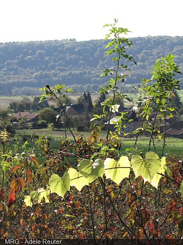 The vineyard of Torgny