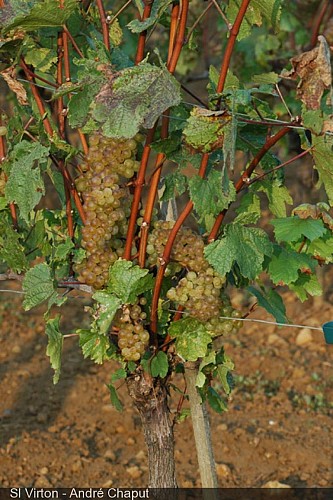 The vineyard of Torgny