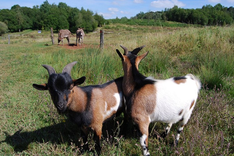 2 boucs crassier