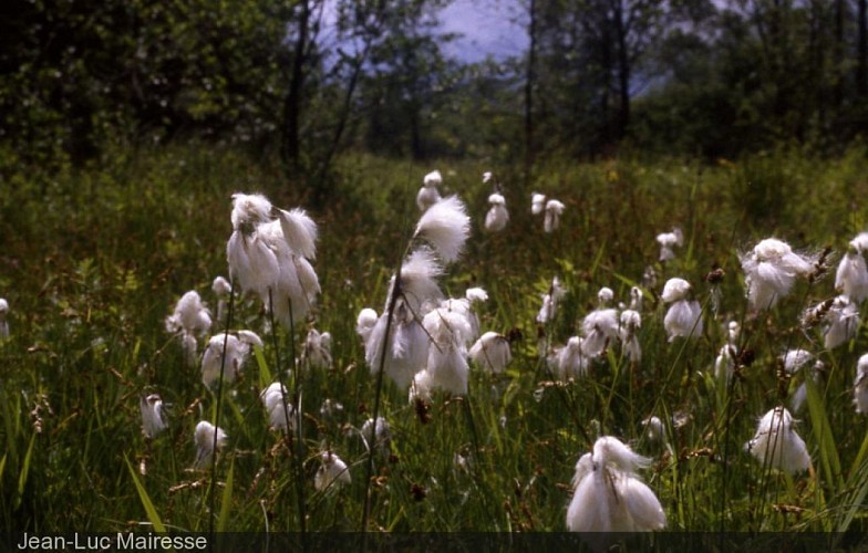 Réserve naturelle "La Plate dessous les Monts"
