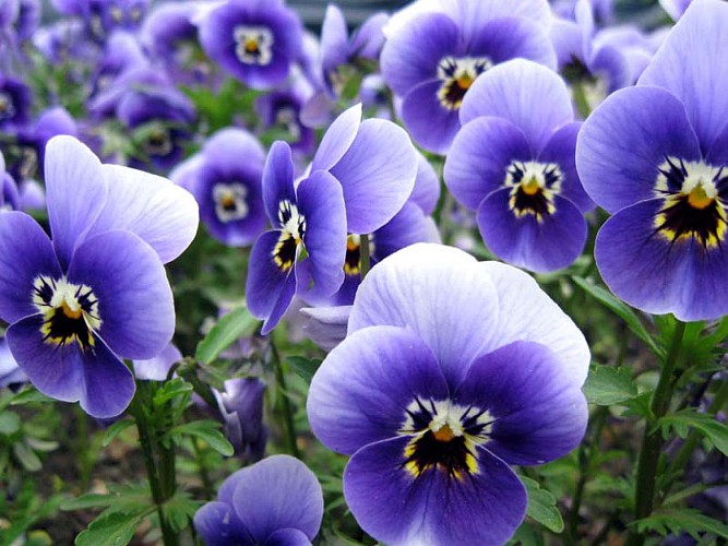 Fleurs-bleues-blanches-violet.jpg