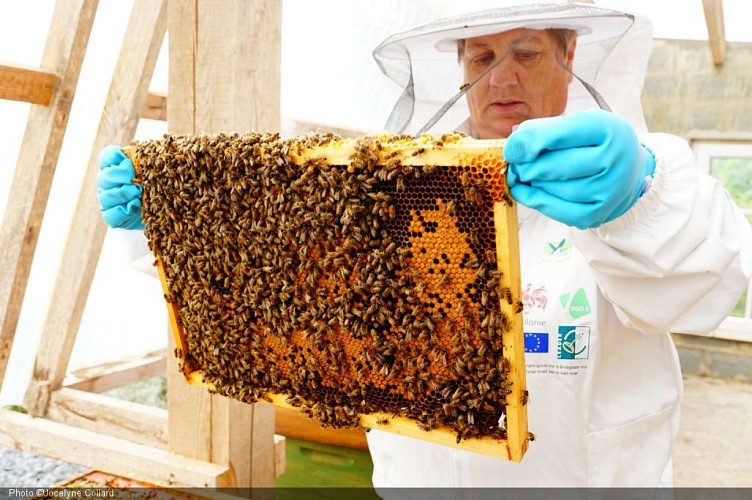 Miel collard-tris.JPG