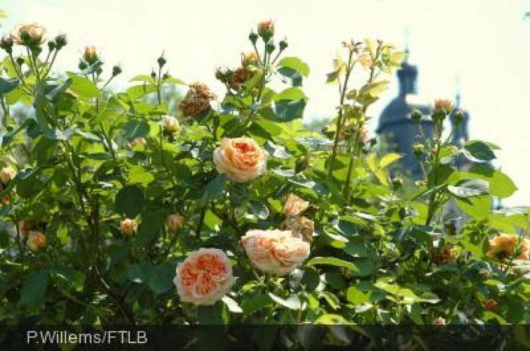 Der Rosengarten zu Ehren von Pierre-Joseph Redouté