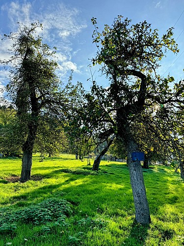 Chanly_verger_centenaire©MTFSH-TEXTO_Pascal_Willems_(16)