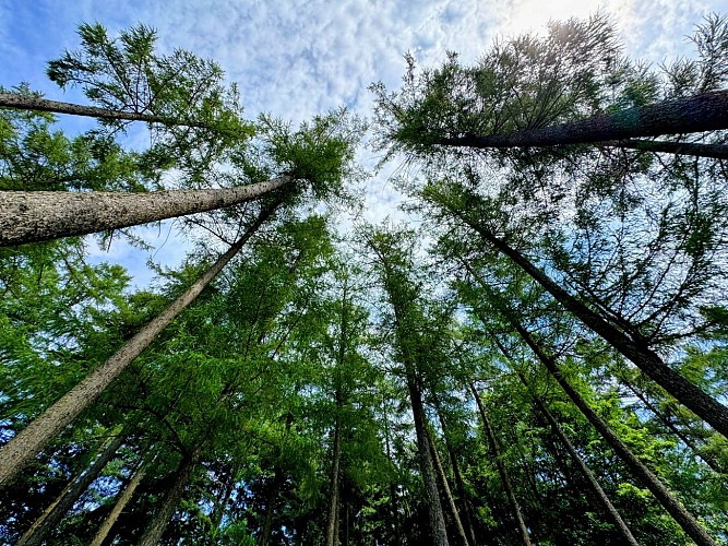 BaladeurbaineMTFSH_TEXTO_Pascal_Willems_52