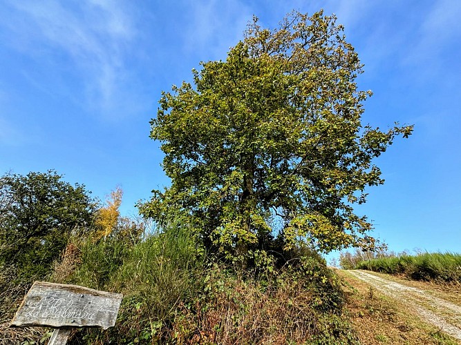 EquestrecestmonpointdevueMTFSHTEXTO_Pascal_Willems_114