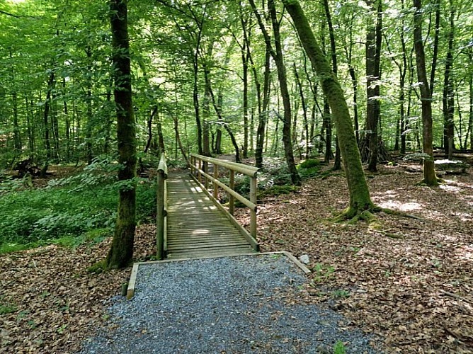 Bois-de-la-fontaine (6)