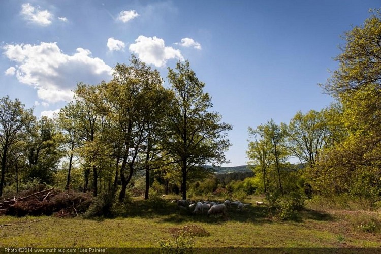 Mathieu_Pecheur_©_19 mai 2014-_MG_8916_Haute-Lesse.jpg
