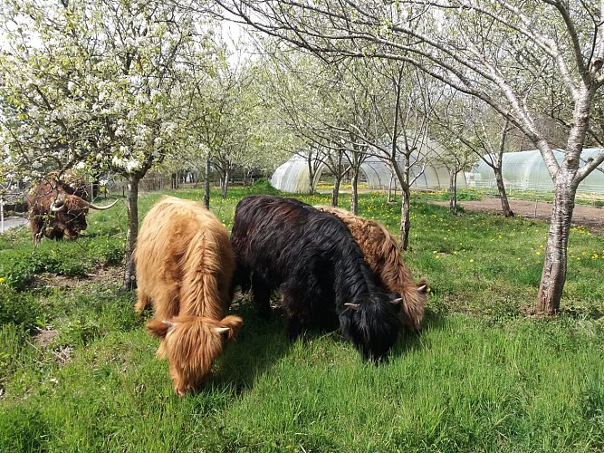 Centre équestre des Highlands Ferme des Highlands (4)