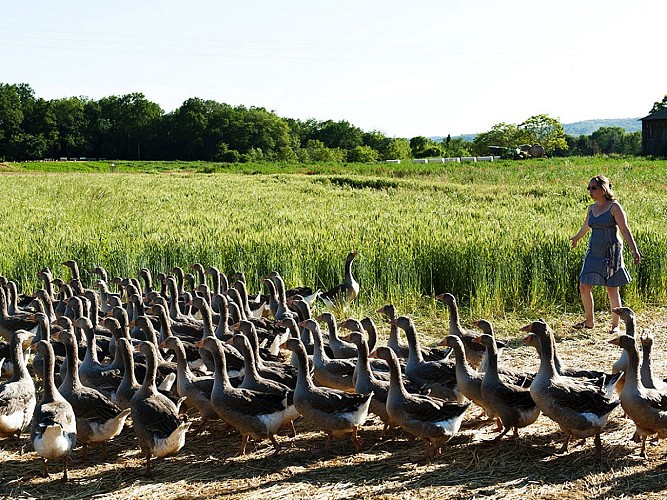 Ferme des Oies du Périgord Noir 1