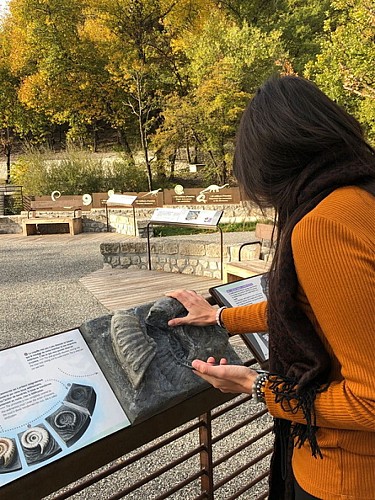 La dalle aux ammonites