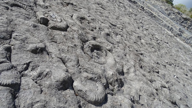 La dalle aux ammonites