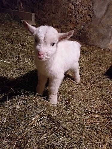 Ferme pédagogique le Moulin du Rouveau_Oizé