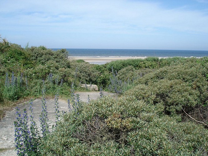 RESERVE NATURELLE NATIONALE DE LA BAIE DE CANCHE