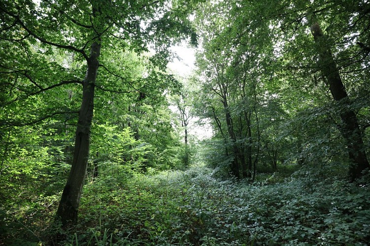 Forêt Domaniale de Boulogne-sur-Mer