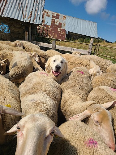 GAEC La Tchiote Bédigue