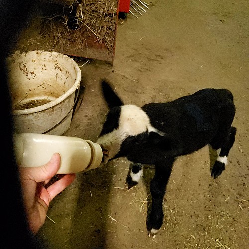 GAEC La Tchiote Bédigue