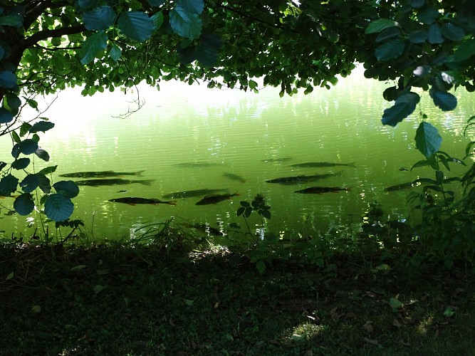Moulin de Rix-Les poissons dans le bief en été