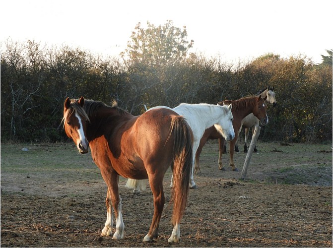 JOALLAND ÉQUITATION