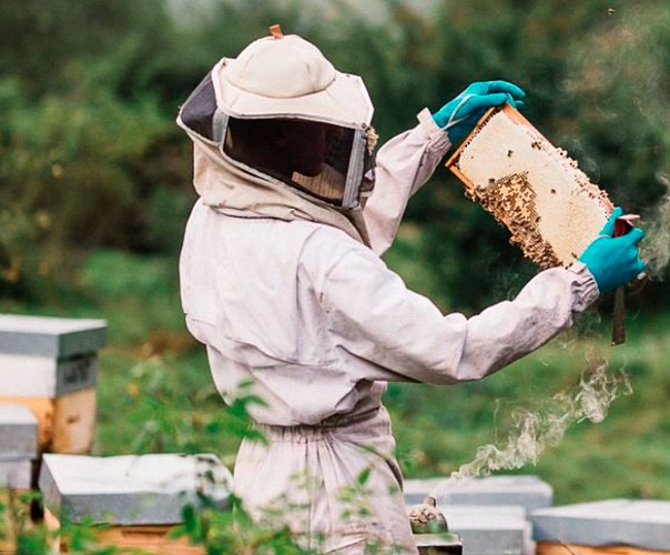 Miellerie Damine - Pau - l'apiculteur